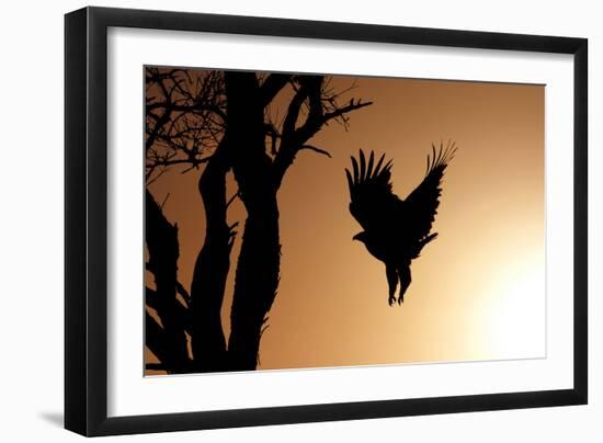 Eagle Rising-Susann Parker-Framed Premium Photographic Print