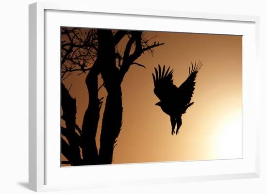 Eagle Rising-Susann Parker-Framed Photographic Print