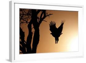 Eagle Rising-Susann Parker-Framed Photographic Print