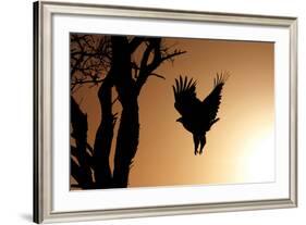 Eagle Rising-Susann Parker-Framed Photographic Print