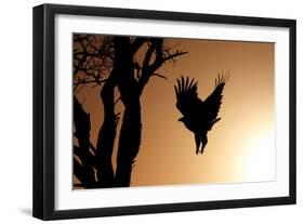 Eagle Rising-Susann Parker-Framed Photographic Print