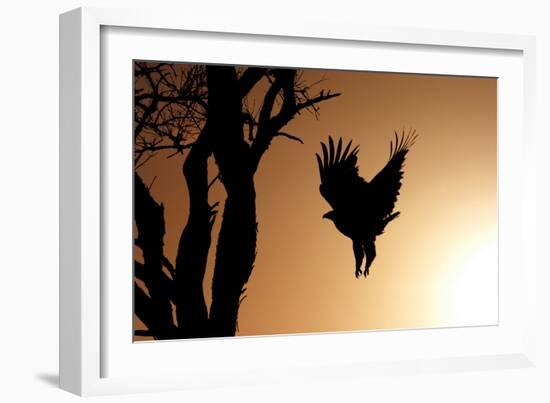 Eagle Rising-Susann Parker-Framed Photographic Print