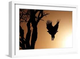 Eagle Rising-Susann Parker-Framed Photographic Print