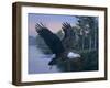 Eagle Soaring-Rusty Frentner-Framed Giclee Print