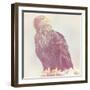 Eagle - Soft-Staffan Widstrand-Framed Giclee Print