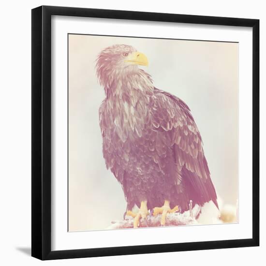 Eagle - Soft-Staffan Widstrand-Framed Giclee Print