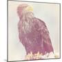 Eagle - Soft-Staffan Widstrand-Mounted Giclee Print