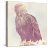 Eagle - Soft-Staffan Widstrand-Stretched Canvas