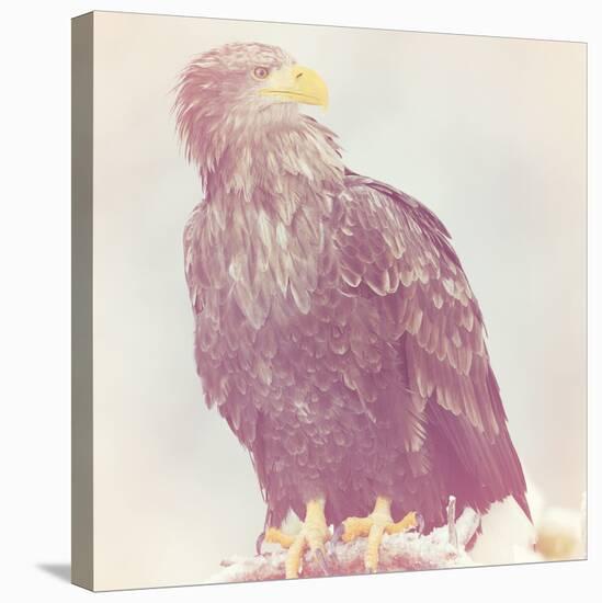 Eagle - Soft-Staffan Widstrand-Stretched Canvas