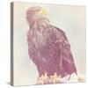 Eagle - Soft-Staffan Widstrand-Stretched Canvas