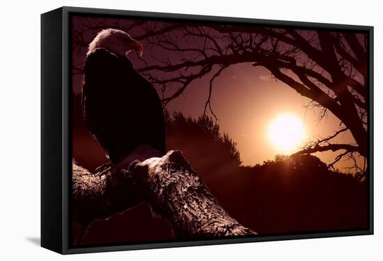 Eagle Sunrise-Gordon Semmens-Framed Stretched Canvas