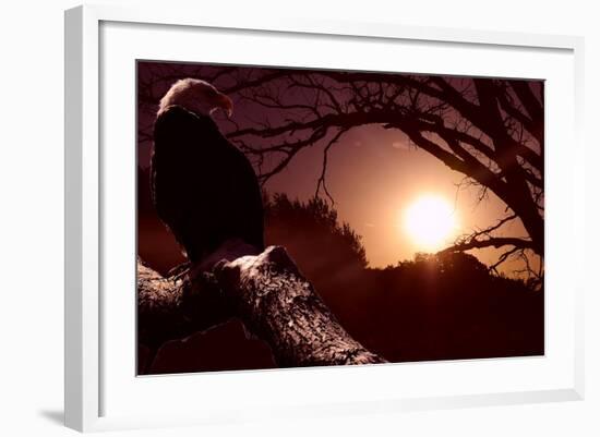 Eagle Sunrise-Gordon Semmens-Framed Photographic Print