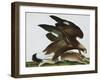 Eagle with Rabbit Prey. Falco Aquila. from 'The Birds of Denmark'; Tegninger Af Danske Fugle-Johan Top-Framed Giclee Print