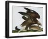 Eagle with Rabbit Prey. Falco Aquila. from 'The Birds of Denmark'; Tegninger Af Danske Fugle-Johan Top-Framed Giclee Print