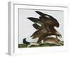 Eagle with Rabbit Prey. Falco Aquila. from 'The Birds of Denmark'; Tegninger Af Danske Fugle-Johan Top-Framed Giclee Print