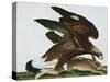 Eagle with Rabbit Prey. Falco Aquila. from 'The Birds of Denmark'; Tegninger Af Danske Fugle-Johan Top-Stretched Canvas