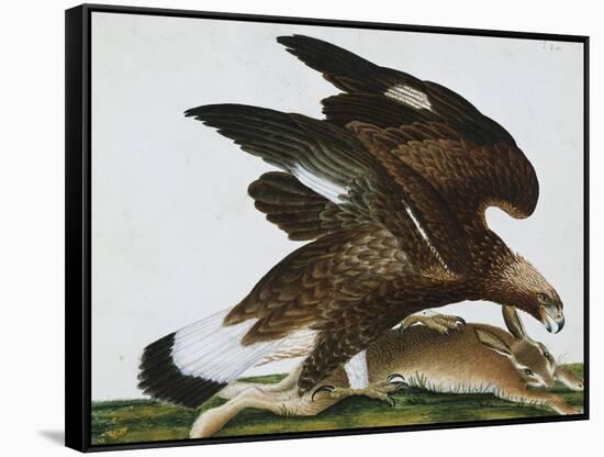 Eagle with Rabbit Prey. Falco Aquila. from 'The Birds of Denmark'; Tegninger Af Danske Fugle-Johan Top-Framed Stretched Canvas