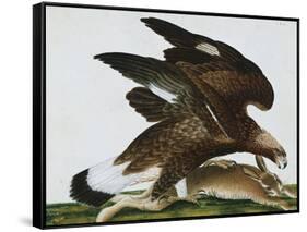 Eagle with Rabbit Prey. Falco Aquila. from 'The Birds of Denmark'; Tegninger Af Danske Fugle-Johan Top-Framed Stretched Canvas