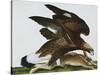 Eagle with Rabbit Prey. Falco Aquila. from 'The Birds of Denmark'; Tegninger Af Danske Fugle-Johan Top-Stretched Canvas