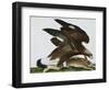 Eagle with Rabbit Prey. Falco Aquila. from 'The Birds of Denmark'; Tegninger Af Danske Fugle-Johan Top-Framed Giclee Print