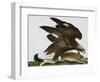 Eagle with Rabbit Prey. Falco Aquila. from 'The Birds of Denmark'; Tegninger Af Danske Fugle-Johan Top-Framed Giclee Print