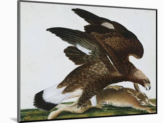 Eagle with Rabbit Prey. Falco Aquila. from 'The Birds of Denmark'; Tegninger Af Danske Fugle-Johan Top-Mounted Giclee Print