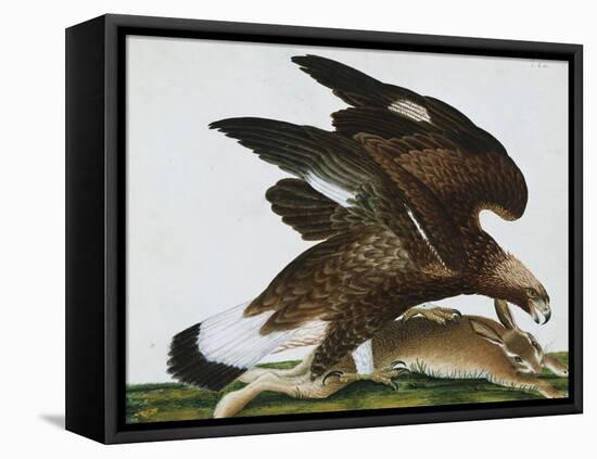 Eagle with Rabbit Prey. Falco Aquila. from 'The Birds of Denmark'; Tegninger Af Danske Fugle-Johan Top-Framed Stretched Canvas