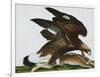 Eagle with Rabbit Prey. Falco Aquila. from 'The Birds of Denmark'; Tegninger Af Danske Fugle-Johan Top-Framed Giclee Print