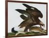 Eagle with Rabbit Prey. Falco Aquila. from 'The Birds of Denmark'; Tegninger Af Danske Fugle-Johan Top-Framed Giclee Print