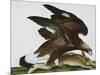 Eagle with Rabbit Prey. Falco Aquila. from 'The Birds of Denmark'; Tegninger Af Danske Fugle-Johan Top-Mounted Giclee Print