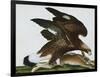 Eagle with Rabbit Prey. Falco Aquila. from 'The Birds of Denmark'; Tegninger Af Danske Fugle-Johan Top-Framed Giclee Print