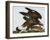 Eagle with Rabbit Prey. Falco Aquila. from 'The Birds of Denmark'; Tegninger Af Danske Fugle-Johan Top-Framed Giclee Print