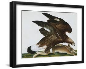 Eagle with Rabbit Prey. Falco Aquila. from 'The Birds of Denmark'; Tegninger Af Danske Fugle-Johan Top-Framed Giclee Print