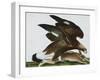 Eagle with Rabbit Prey. Falco Aquila. from 'The Birds of Denmark'; Tegninger Af Danske Fugle-Johan Top-Framed Giclee Print