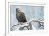 Eagle-Staffan Widstrand-Framed Giclee Print