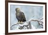 Eagle-Staffan Widstrand-Framed Giclee Print