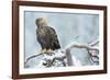 Eagle-Staffan Widstrand-Framed Giclee Print