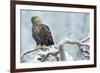 Eagle-Staffan Widstrand-Framed Giclee Print