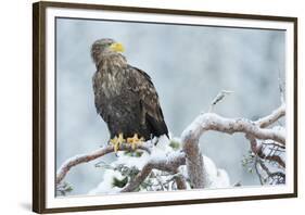 Eagle-Staffan Widstrand-Framed Giclee Print