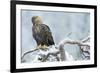 Eagle-Staffan Widstrand-Framed Giclee Print