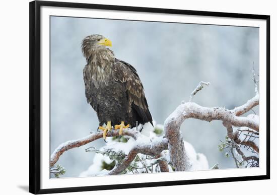 Eagle-Staffan Widstrand-Framed Giclee Print