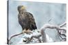Eagle-Staffan Widstrand-Stretched Canvas
