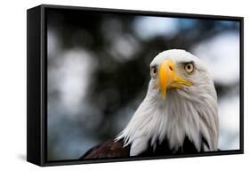 Eagle-rihardzz-Framed Stretched Canvas