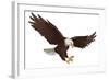 Eagle-Alexey Pushkin-Framed Art Print