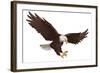 Eagle-Alexey Pushkin-Framed Art Print