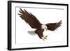 Eagle-Alexey Pushkin-Framed Art Print