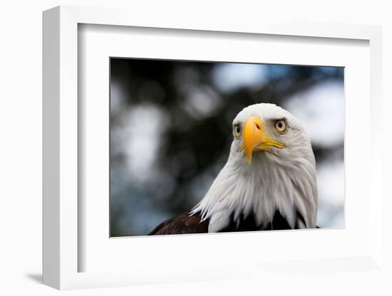 Eagle-rihardzz-Framed Photographic Print