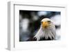 Eagle-rihardzz-Framed Photographic Print