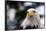 Eagle-rihardzz-Framed Photographic Print