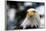 Eagle-rihardzz-Framed Photographic Print